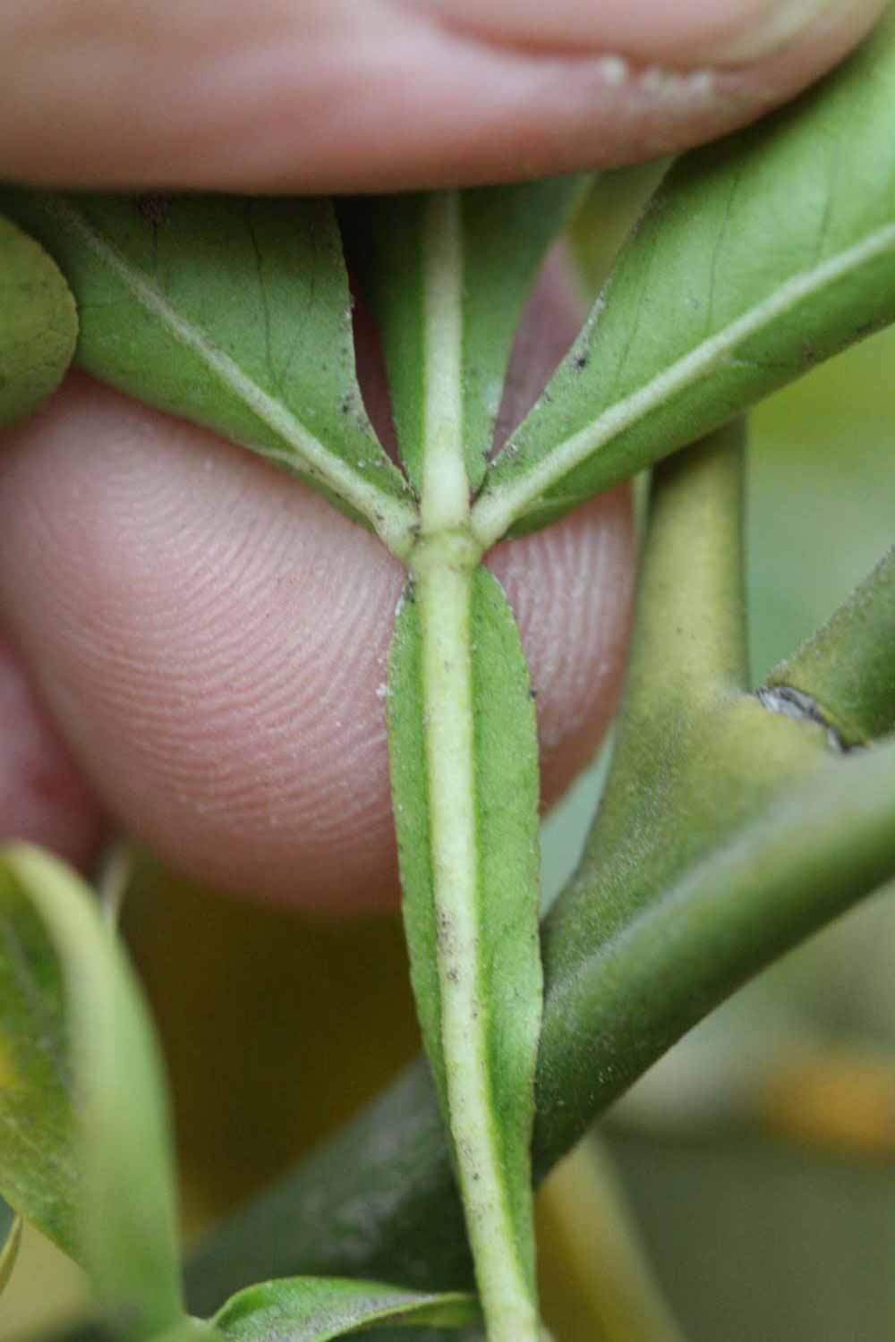              Petiole (Riverside, CA)       